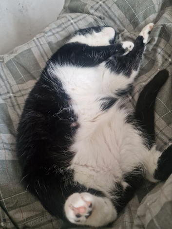2 male tuxedo cats