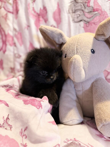 Teddy bear double coat fluffy Pom