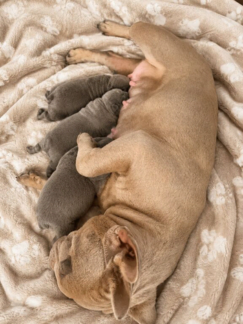 Three Beautiful French Bulldog Puppies Looking for Their Forever Homes