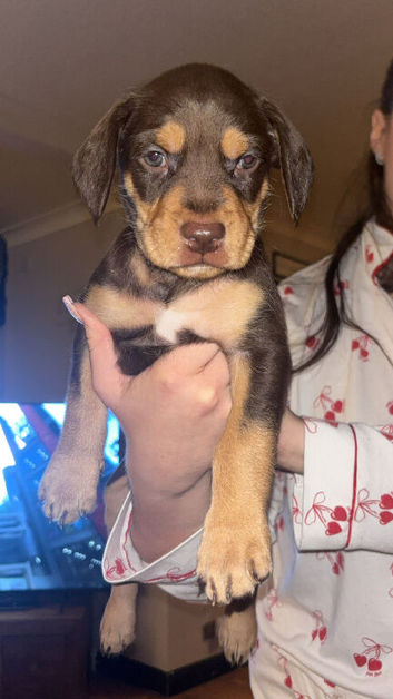 Beautiful little pups - last 3 of the litter