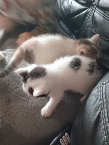 2 girls