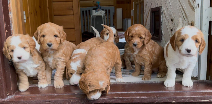 Fabulous Australian labradoodle pups. (Health tested lines)
