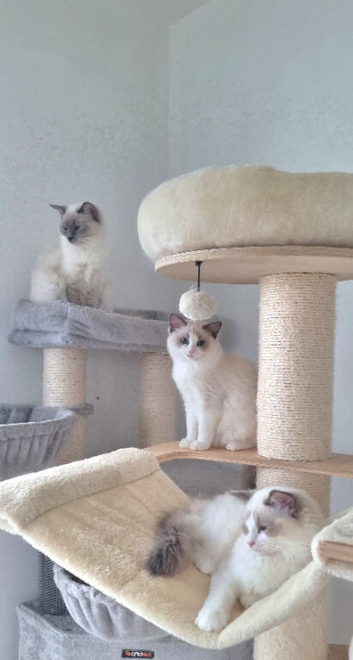 LAST ONE BEAUTIFUL BOY  TICA REGISTERED RAGDOLLS KITTENS