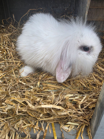 Baby Lop ear & lion head Rabbits