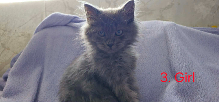 Siberian Kittens