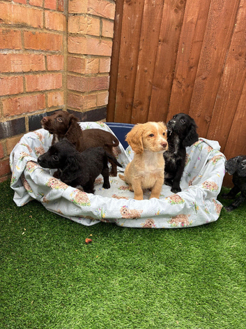 Stunning Cocker spaniel puppies