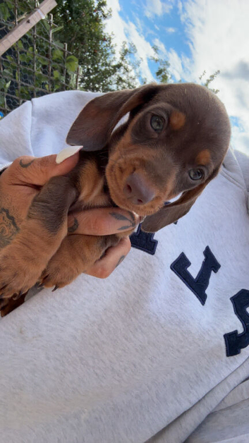 Beautiful Dachshund Puppies &ndash; Ready Now