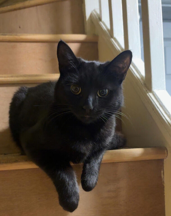 Female cat 18 months looking for her forever home