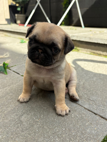 Kc registered pedigree pug puppies