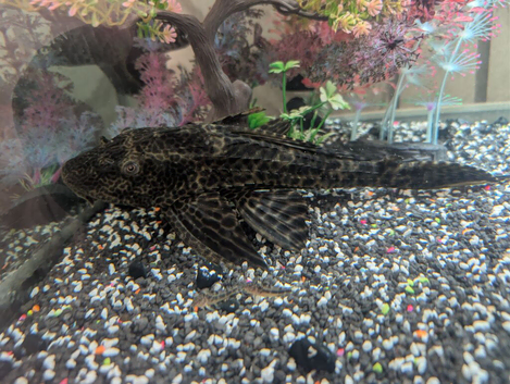 Common pleco