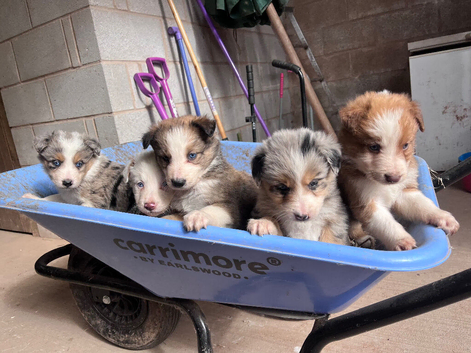 Collie puppies