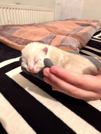 bicolor cat