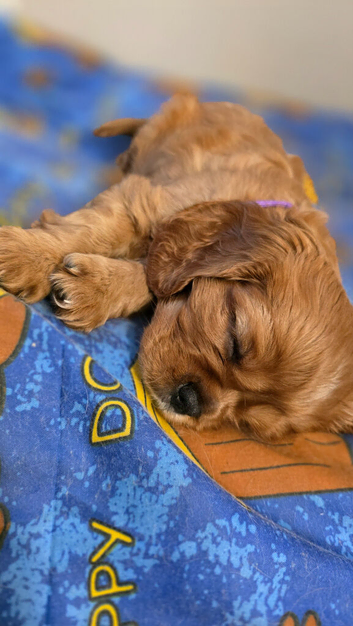 Beautiful Cavalier King Charles Spaniel