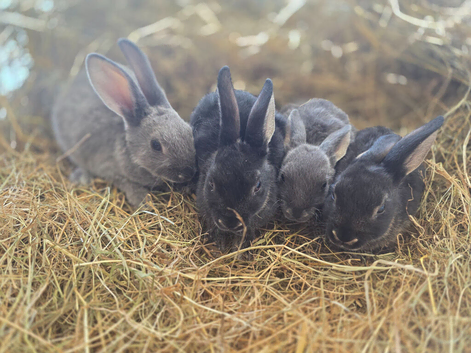 4x mini rex rabbit for sale