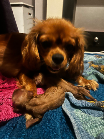 Puppy microchipping from &pound;10