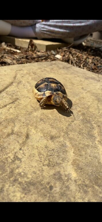 Marginated tortoise