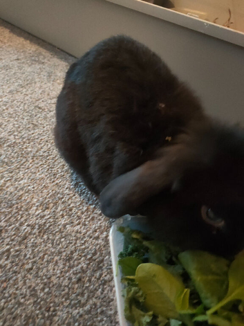 2x Mini lop rabbits 18 month and 12 month