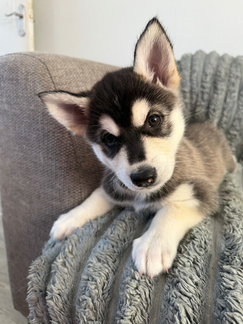 Husky mixed puppies from family home