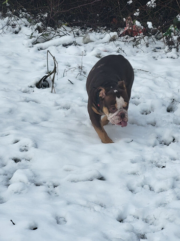 Female bulldog 5 years old