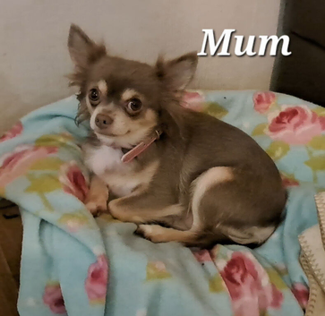 Beautiful Long Coat Chihuahua Puppies