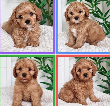 Stunning Fox Red F1 Cavapoo Puppies