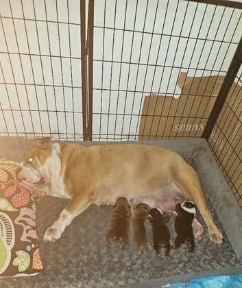 Beautiful English Bulldogs