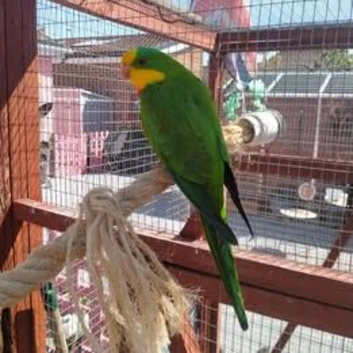 TWO MALE BARRABAND / SUPERB PARAKEETS