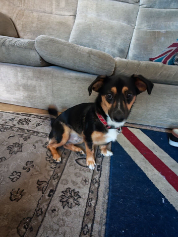 1 year old border terrier cross