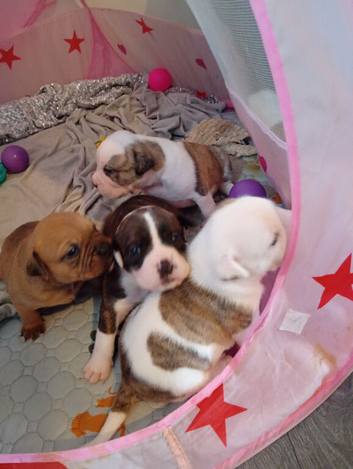 English bulldog cross Staffordshire bull terrier