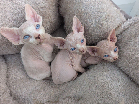 3 sphinx left