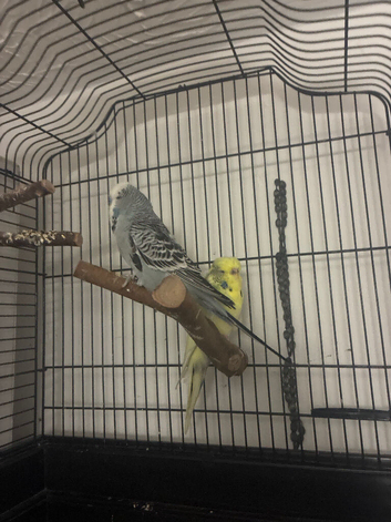 Two budgies and cage