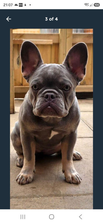 French bulldog bitch