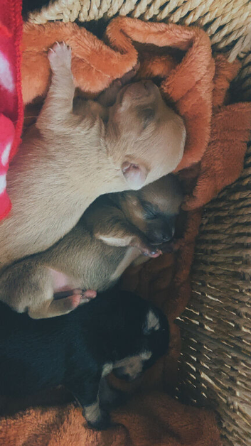 2 girls 1 boy chihuahuas for sale