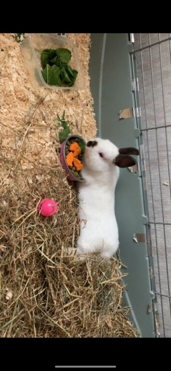 Netherland dwarf