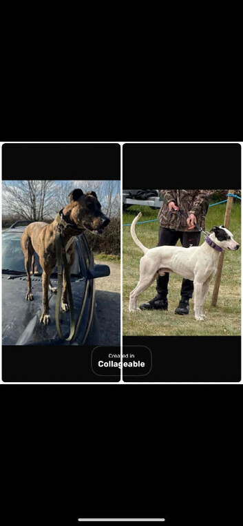 Bull greyhound pup