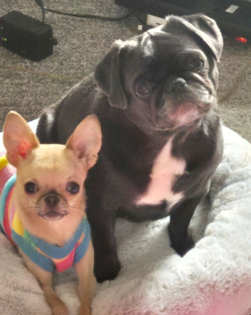 F1b Cocker Pug Puppies Boy & Girl