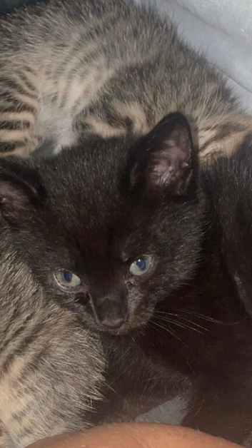 1 beautiful kittens