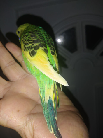 Hand reared tame budgie