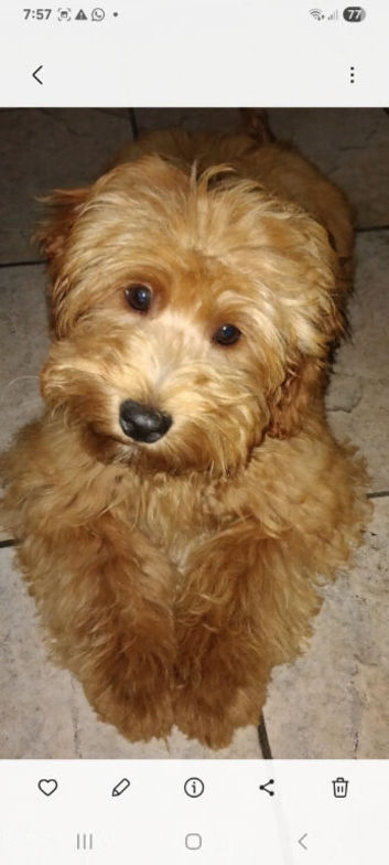 Cockapoo Toby Puppy