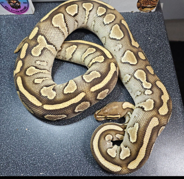 Lesser Fire Het Clown