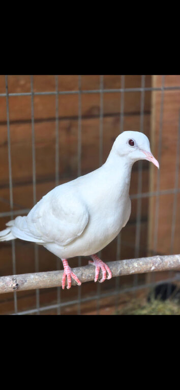 White Dove