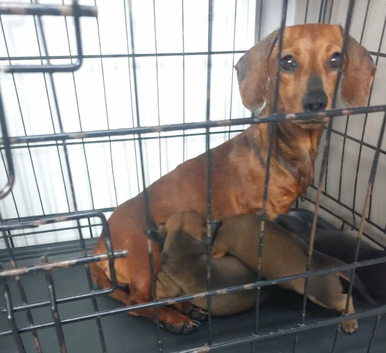 Minature smoothed hair dachshund
