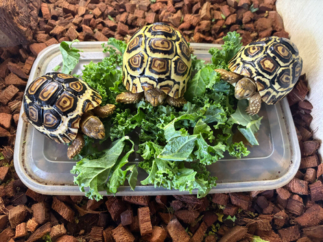 Leopard Tortoises(Babies)- Rare High Whites/Standard