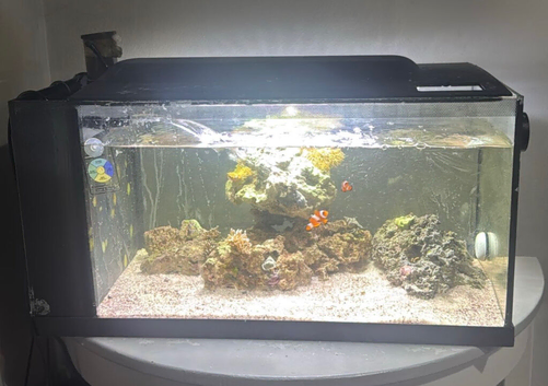 2x clown fish and fish tank for sale