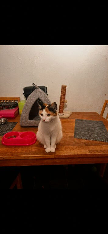 Beautiful cat looking for her forever home