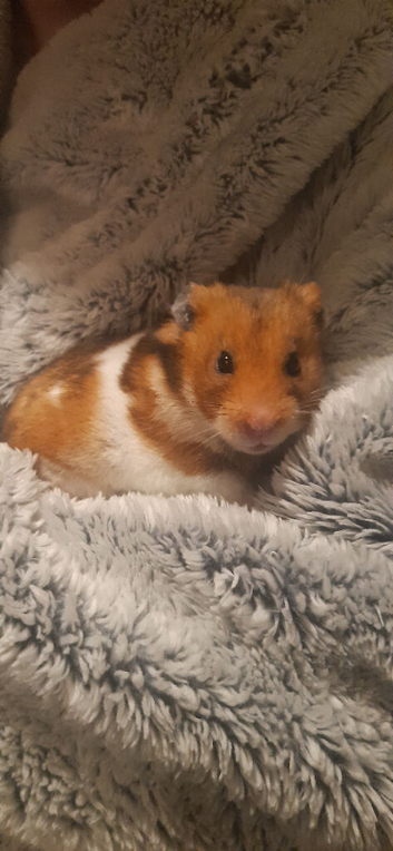 Male stud Syrian Hamster