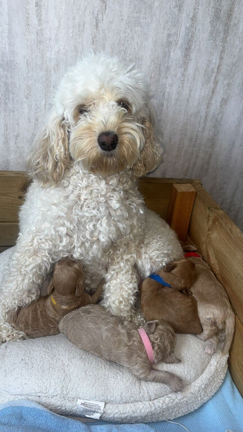 F1 cockapoo female