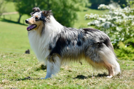 Blue merle kc registered dog