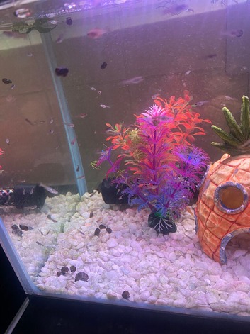 Guppies