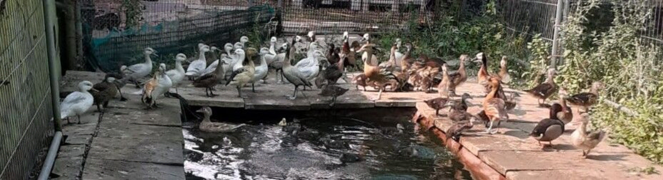 Ducks for sale (Pintails, Pochards, Woodducks)